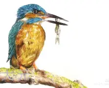 翠鸟再胜76人，西区夺冠难题待解